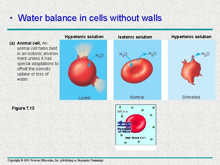  • Water balance in cells without walls Hypotonic solution (a) Animal cell. An