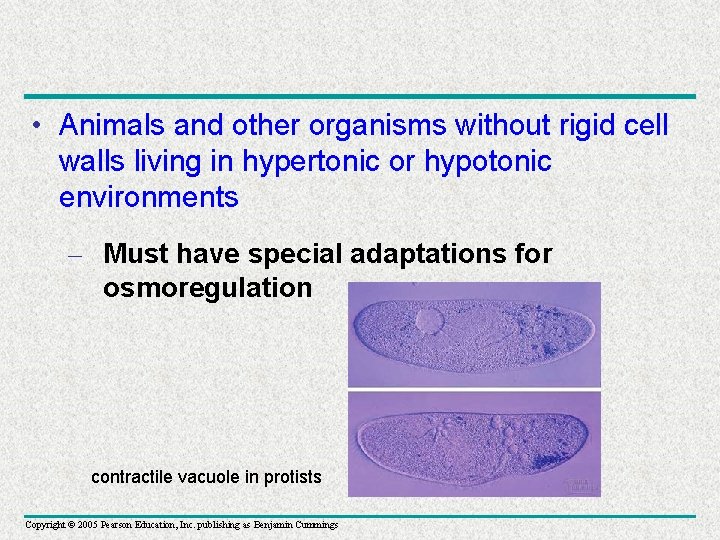  • Animals and other organisms without rigid cell walls living in hypertonic or