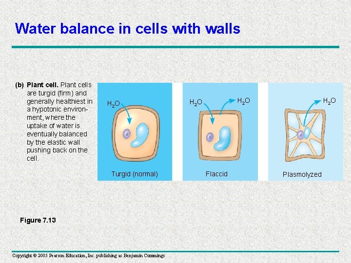 Water balance in cells with walls (b) Plant cells are turgid (firm) and generally