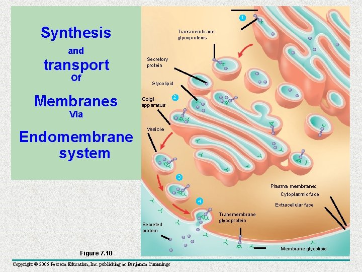 1 Synthesis Transmembrane glycoproteins and transport Of Membranes Secretory protein Glycolipid Golgi apparatus ER
