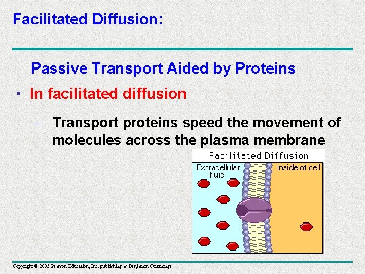 Facilitated Diffusion: Passive Transport Aided by Proteins • In facilitated diffusion – Transport proteins