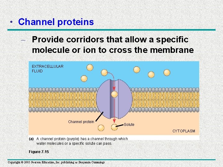  • Channel proteins – Provide corridors that allow a specific molecule or ion