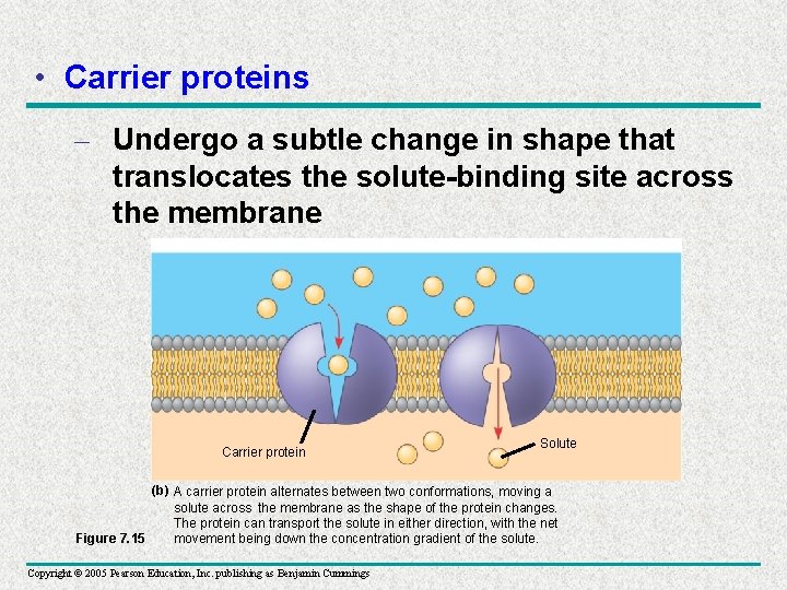  • Carrier proteins – Undergo a subtle change in shape that translocates the