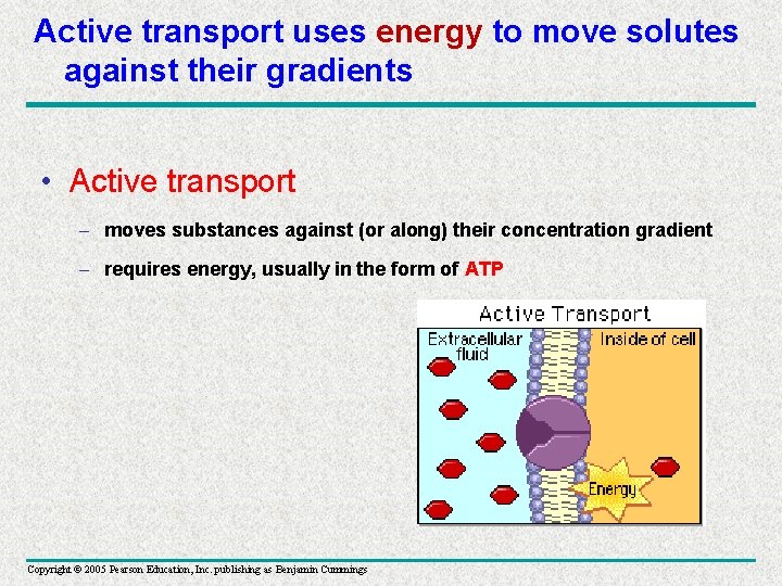 Active transport uses energy to move solutes against their gradients • Active transport –