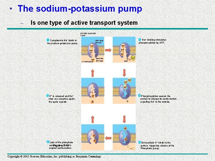  • The sodium-potassium pump – Is one type of active transport system EXTRACELLULAR