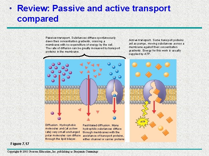  • Review: Passive and active transport compared Passive transport. Substances diffuse spontaneously down