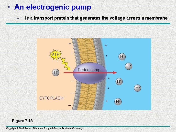  • An electrogenic pump – Is a transport protein that generates the voltage