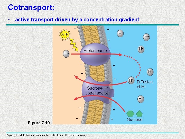 Cotransport: • active transport driven by a concentration gradient – + H+ ATP H+