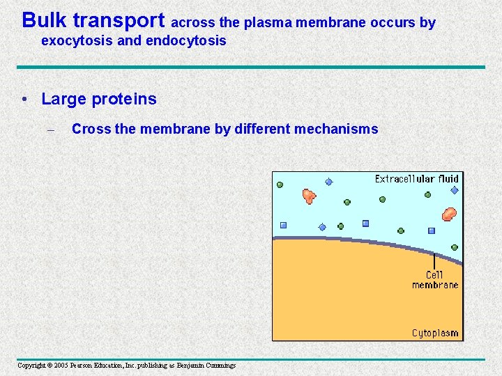 Bulk transport across the plasma membrane occurs by exocytosis and endocytosis • Large proteins