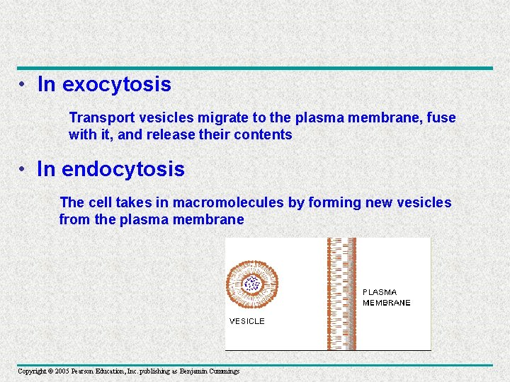  • In exocytosis Transport vesicles migrate to the plasma membrane, fuse with it,