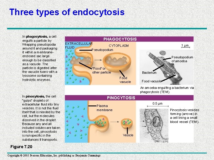 Three types of endocytosis In phagocytosis, a cell engulfs a particle by Wrapping pseudopodia