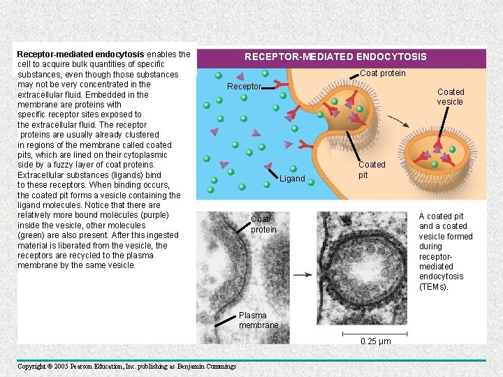 Receptor-mediated endocytosis enables the cell to acquire bulk quantities of specific substances, even though