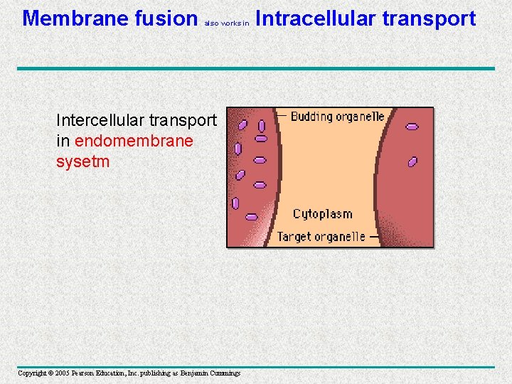 Membrane fusion also works in Intercellular transport in endomembrane sysetm Copyright © 2005 Pearson