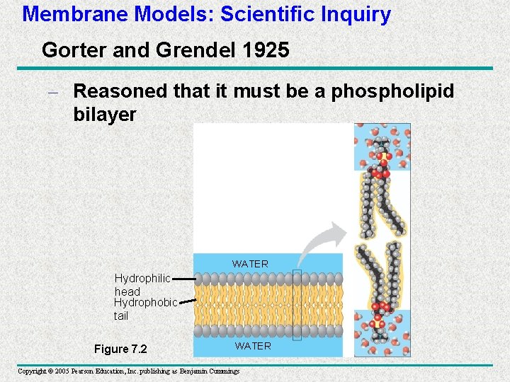 Membrane Models: Scientific Inquiry Gorter and Grendel 1925 – Reasoned that it must be