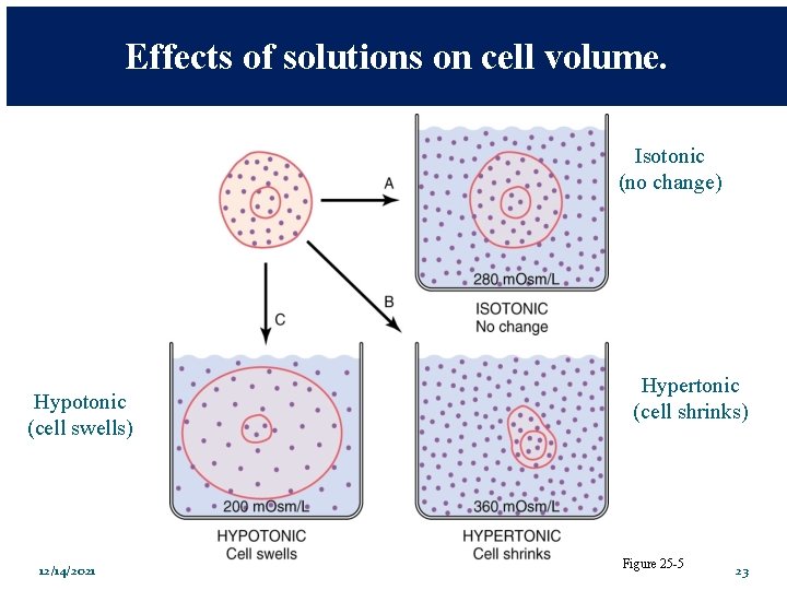 Effects of solutions on cell volume. Isotonic (no change) Hypotonic (cell swells) 12/14/2021 Hypertonic