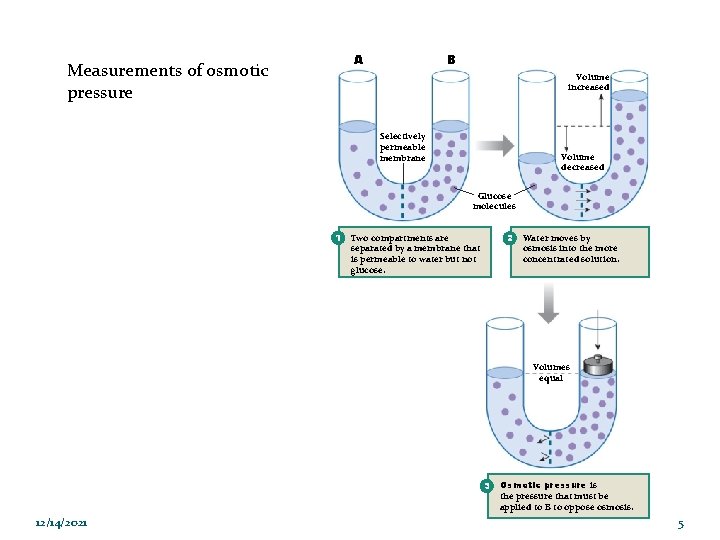 A Measurements of osmotic pressure B Volume increased Selectively permeable membrane Volume decreased Glucose