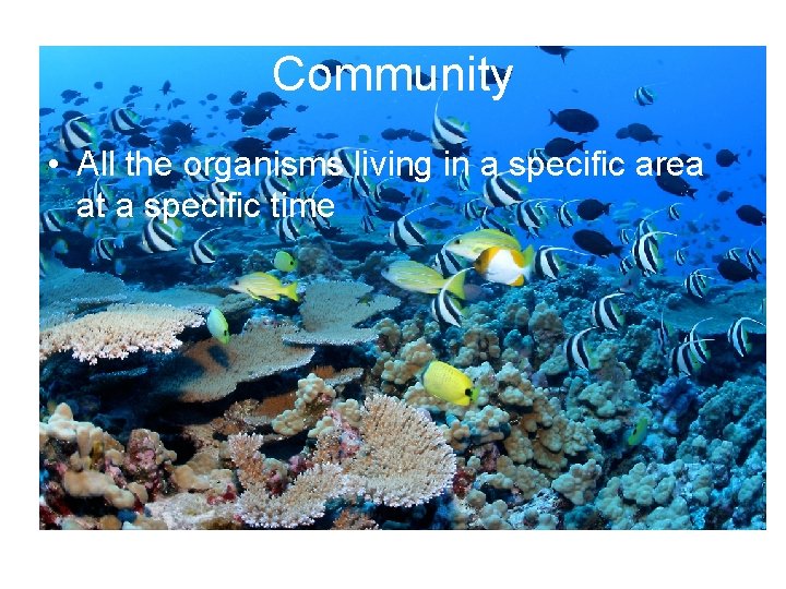 Community • All the organisms living in a specific area at a specific time Community • All the organisms living in a specific area at a specific time