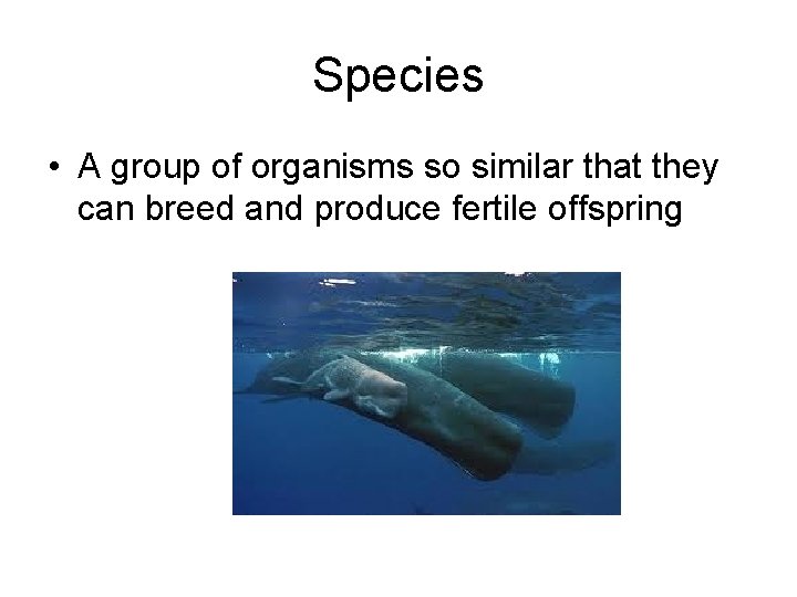 Species • A group of organisms so similar that they can breed and produce Species • A group of organisms so similar that they can breed and produce