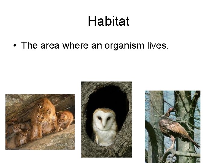 Habitat • The area where an organism lives. 