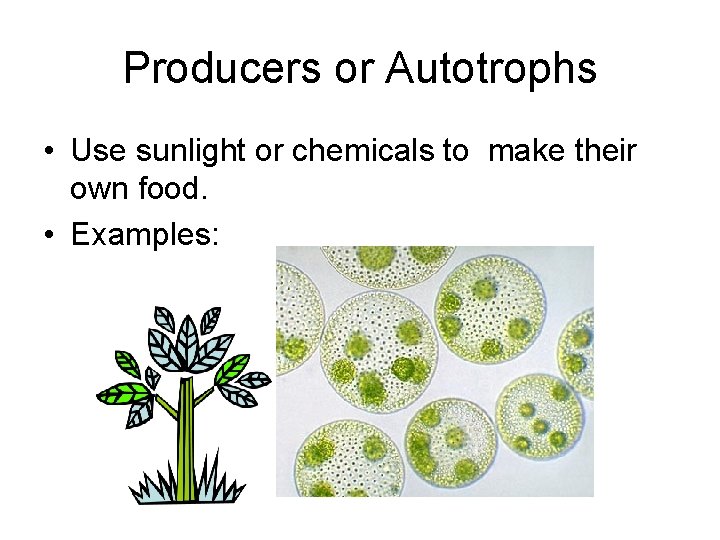 Producers or Autotrophs • Use sunlight or chemicals to make their own food. •