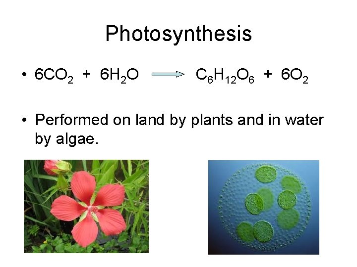 Photosynthesis • 6 CO 2 + 6 H 2 O C 6 H 12