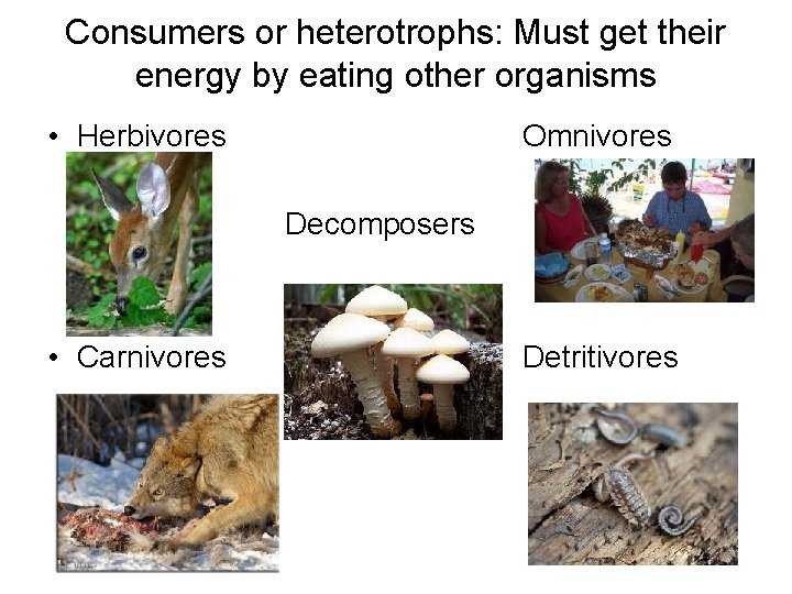 Consumers or heterotrophs: Must get their energy by eating other organisms • Herbivores Omnivores