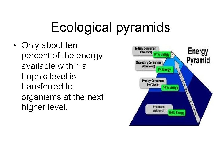 Ecological pyramids • Only about ten percent of the energy available within a trophic