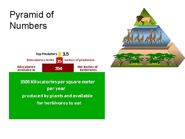 Pyramid of Numbers  Pyramid of Numbers