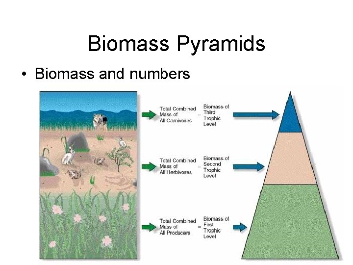 Biomass Pyramids • Biomass and numbers  Biomass Pyramids • Biomass and numbers