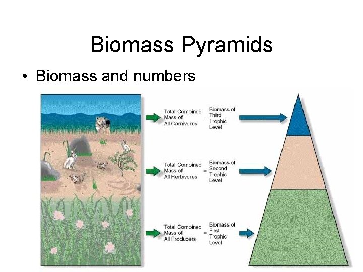 Biomass Pyramids • Biomass and numbers 