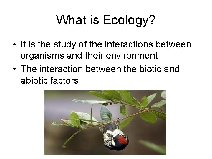 What is Ecology? • It is the study of the interactions between organisms and What is Ecology? • It is the study of the interactions between organisms and