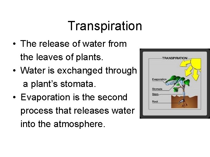 Transpiration • The release of water from the leaves of plants. • Water is