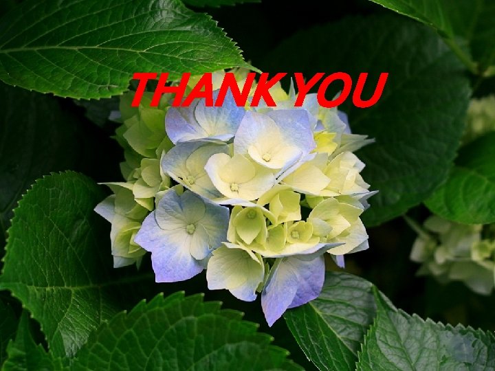 THANK YOU 