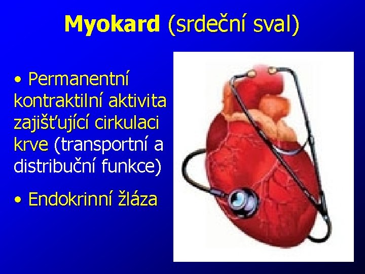 Myokard (srdeční sval) • Permanentní kontraktilní aktivita zajišťující cirkulaci krve (transportní a distribuční funkce)