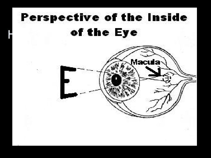 How Images Focus Inside the Eye • Diagram of perspective of eye with E