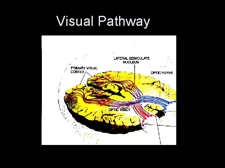 Visual Pathway • Diagram of visual pathway 