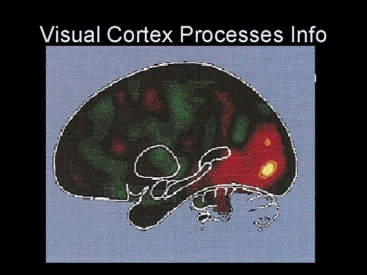 Visual Cortex Processes Info • Diagram of occipital lobe PET scan 