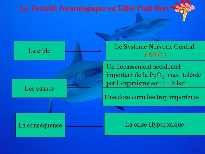 La Toxicité Neurologique ou Effet Paul Bert La cible Les causes Le Système Nerveux