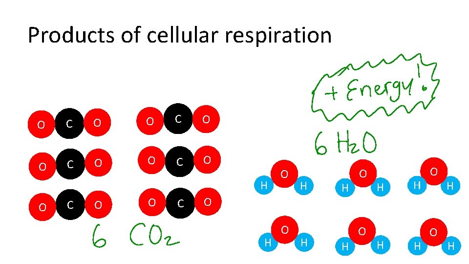 Products of cellular respiration O C O H O C O H O H