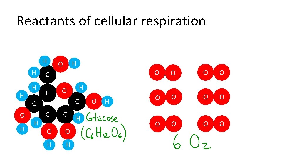 Reactants of cellular respiration H H O H H H O C C H