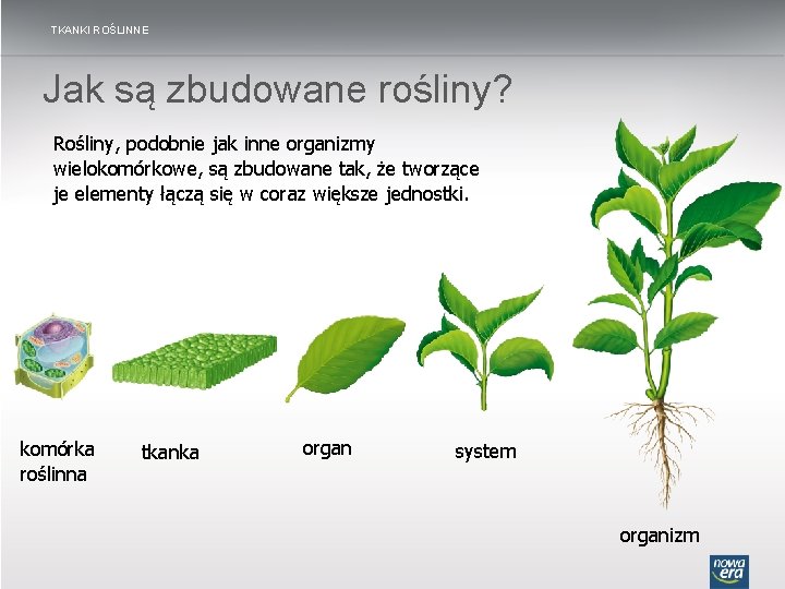 TKANKI ROŚLINNE Jak są zbudowane rośliny? Rośliny, podobnie jak inne organizmy wielokomórkowe, są zbudowane