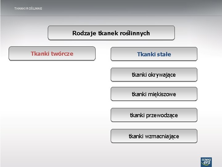 TKANKI ROŚLINNE Rodzaje tkanek roślinnych Tkanki twórcze Tkanki stałe tkanki okrywające tkanki miękiszowe tkanki