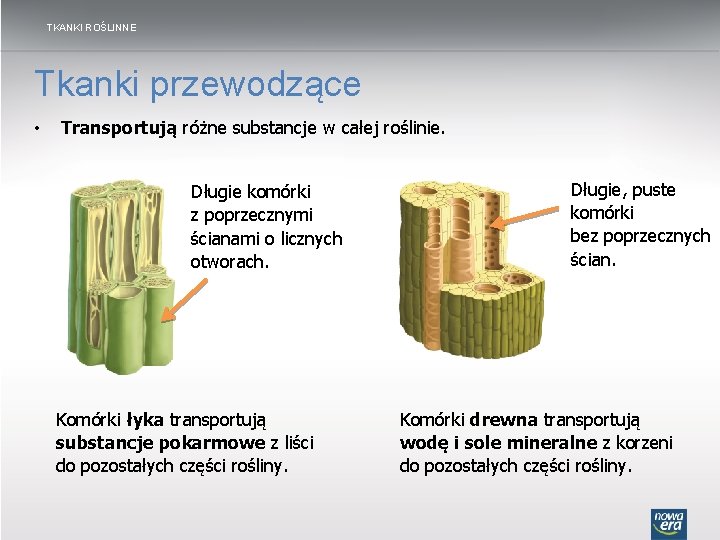 TKANKI ROŚLINNE Tkanki przewodzące • Transportują różne substancje w całej roślinie. Długie komórki z