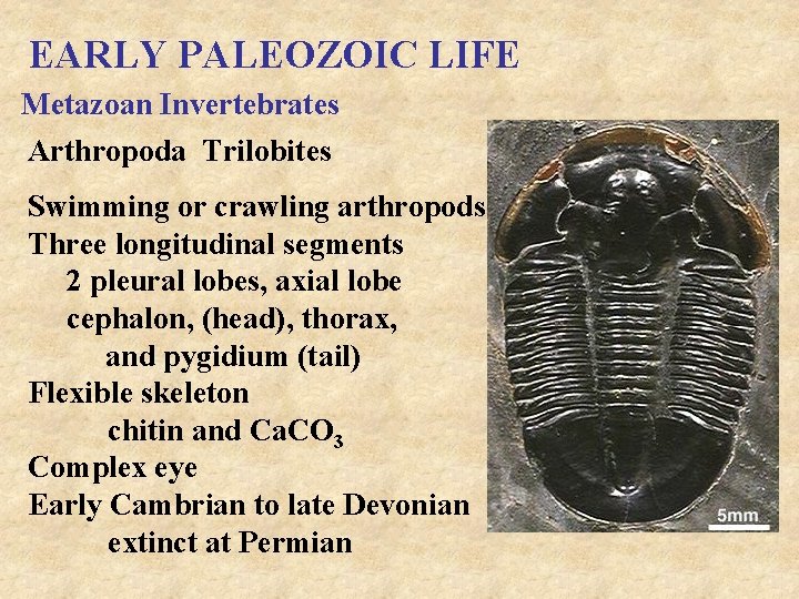 EARLY PALEOZOIC LIFE Metazoan Invertebrates Arthropoda Trilobites Swimming or crawling arthropods Three longitudinal segments