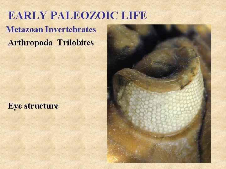 EARLY PALEOZOIC LIFE Metazoan Invertebrates Arthropoda Trilobites Eye structure 