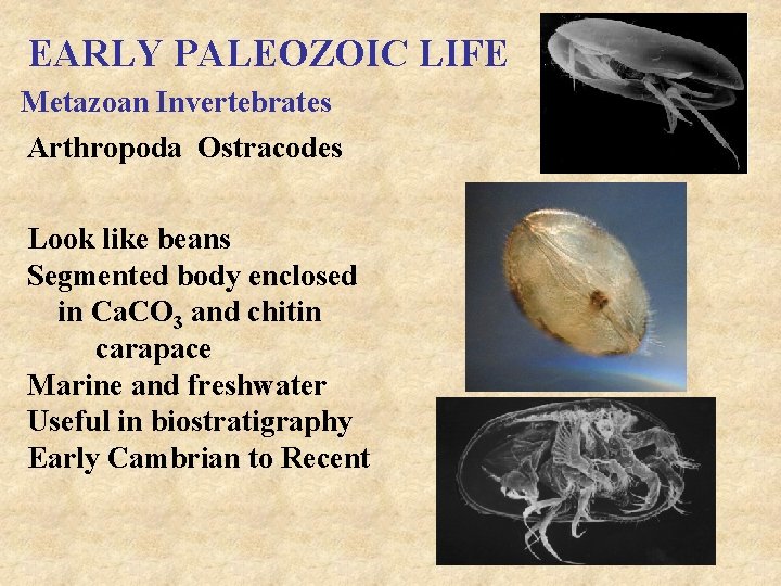 EARLY PALEOZOIC LIFE Metazoan Invertebrates Arthropoda Ostracodes Look like beans Segmented body enclosed in