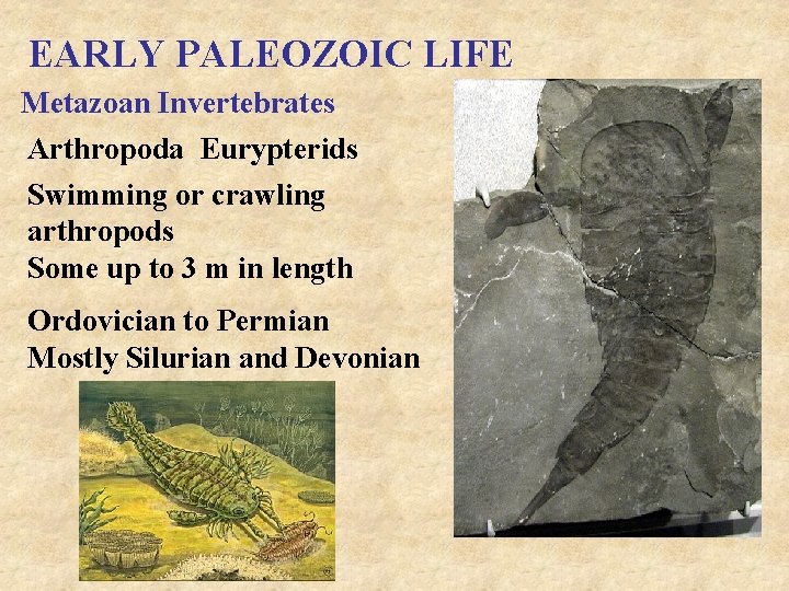 EARLY PALEOZOIC LIFE Metazoan Invertebrates Arthropoda Eurypterids Swimming or crawling arthropods Some up to