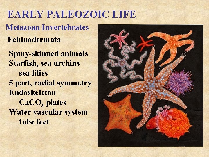 EARLY PALEOZOIC LIFE Metazoan Invertebrates Echinodermata Spiny-skinned animals Starfish, sea urchins sea lilies 5