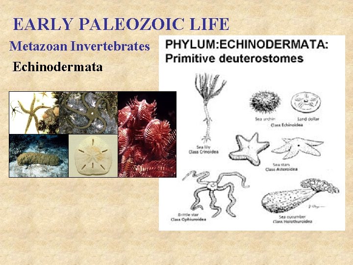EARLY PALEOZOIC LIFE Metazoan Invertebrates Echinodermata 