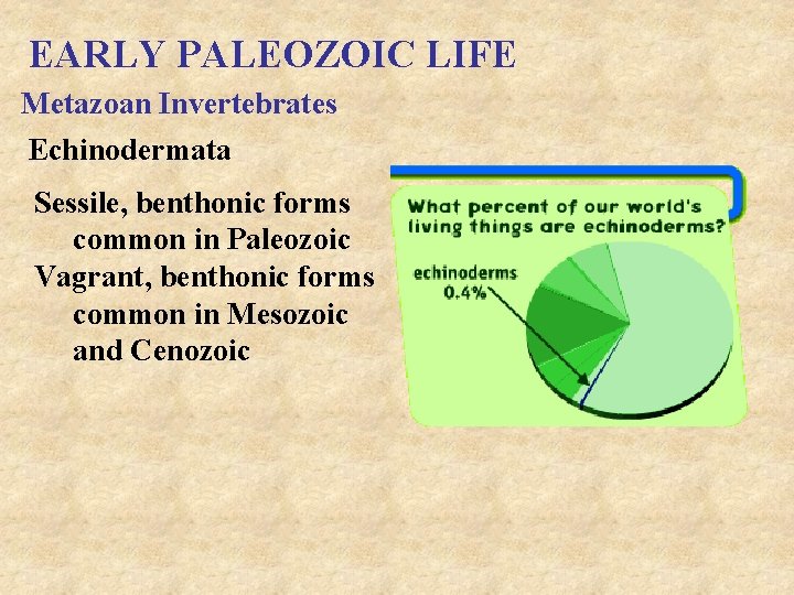 EARLY PALEOZOIC LIFE Metazoan Invertebrates Echinodermata Sessile, benthonic forms common in Paleozoic Vagrant, benthonic
